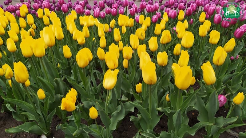 Центральний міський парк