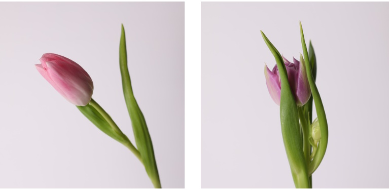 Тюльпани поштучно